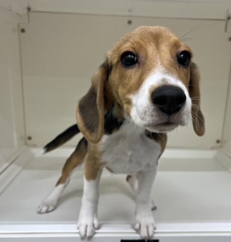 三重県のビーグル (ペットアミ 明和店/2025年10月18日生まれ/男の子/ブラックホワイトタン)の子犬の2枚目の画像