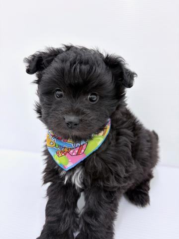 秋田県のポメプー(ポメラニアン×プードル) (ペットアミ 秋田卸町店/2026年1月15日生まれ/男の子/ブラック)の子犬の1枚目の画像