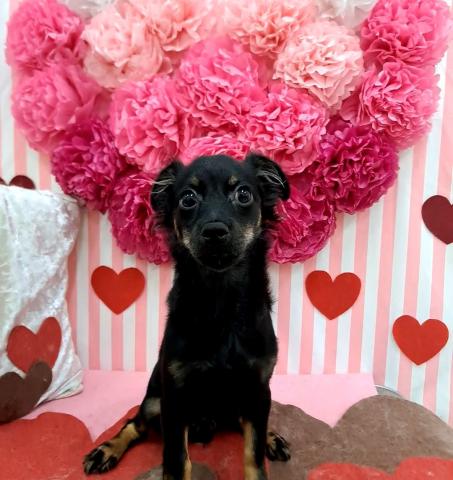 秋田県のチワックス(チワワ×ダックス) (ペットアミ 秋田卸町店/2025年9月8日生まれ/男の子/ブラックタン)の子犬