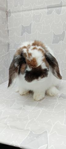 ブロークントーティスシェル