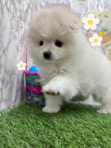 青森県のポメラニアン (ペットアミ 弘前店/2026年3月23日生まれ/女の子/クリーム)の子犬の1枚目の画像