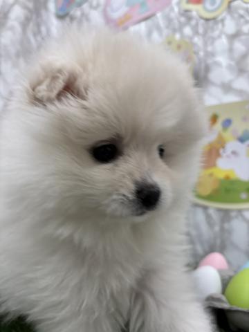 青森県のポメラニアン (ペットアミ 弘前店/2026年3月23日生まれ/女の子/クリーム)の子犬の2枚目の画像