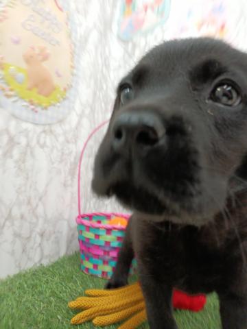 青森県のラブラドールレトリーバー (ペットアミ 弘前店/2026年1月3日生まれ/男の子/ブラック)の子犬の4枚目の画像