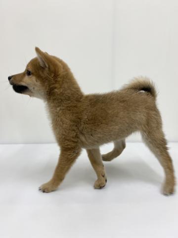 和歌山県の豆柴 (ペットアミ 紀ノ川店/2025年11月7日生まれ/男の子/赤)の子犬の2枚目の画像