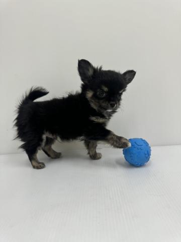 和歌山県のチワワ(ロング) (ペットアミ 紀ノ川店/2025年11月26日生まれ/男の子/ブラックタン)の子犬の3枚目の画像