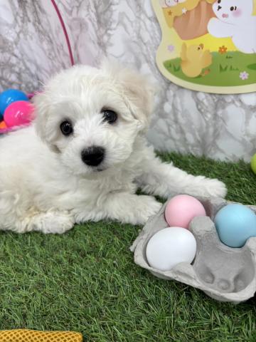 青森県のビションフリーゼ (ペットアミ 弘前店/2026年1月17日生まれ/女の子/ホワイト)の子犬の2枚目の画像