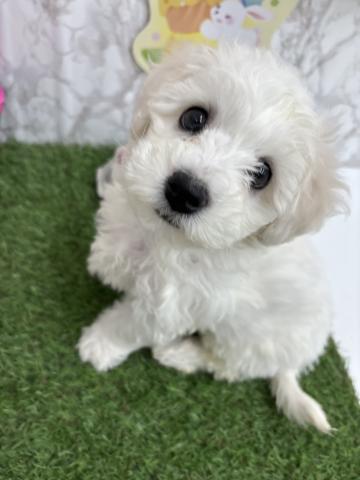 青森県のビションフリーゼ (ペットアミ 弘前店/2026年1月17日生まれ/女の子/ホワイト)の子犬の3枚目の画像