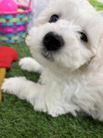 青森県のビションフリーゼ (ペットアミ 弘前店/2026年1月17日生まれ/女の子/ホワイト)の子犬の4枚目の画像