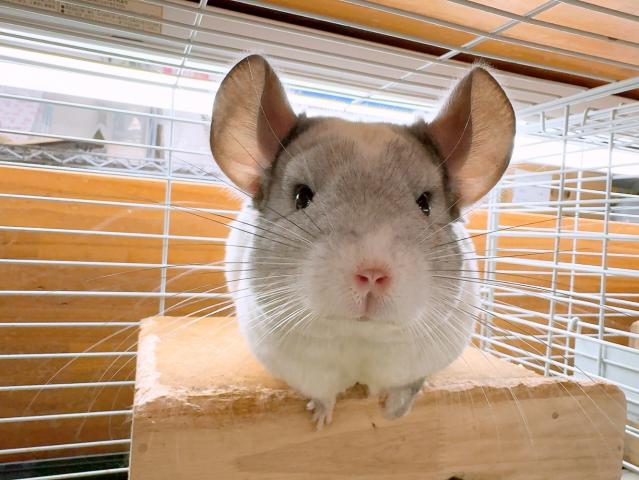 チンチラパイド