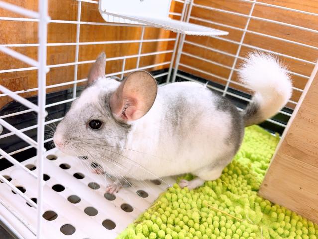 チンチラパイド