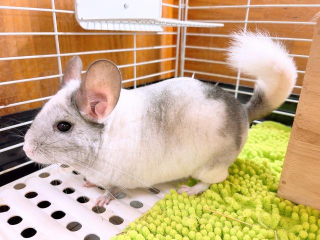 チンチラパイド