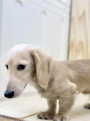 ミニチュアダックスフンド