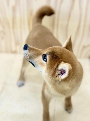 柴犬