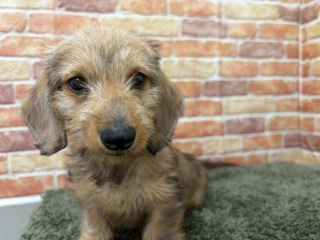 ミニチュア・ダックス・ワイヤー