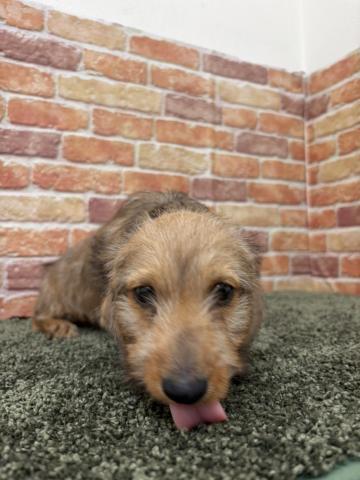 ミニチュア・ダックス・ワイヤー