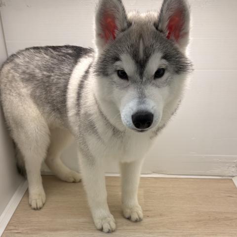 石川県のシベリアンハスキー (ペットアミ 津幡店/2026年10月25日生まれ/男の子/シルバーホワイト)の子犬の4枚目の画像