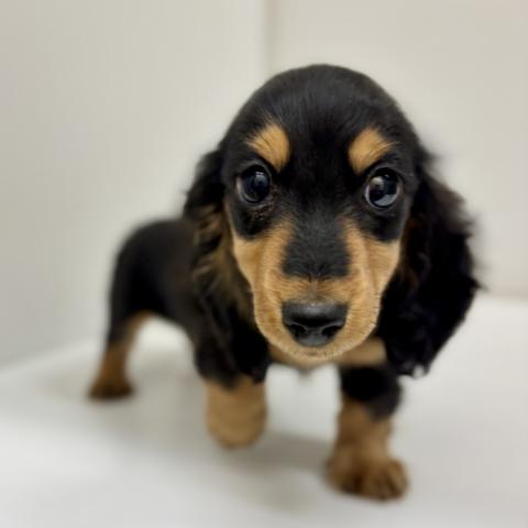 ミニチュアダックスフンド