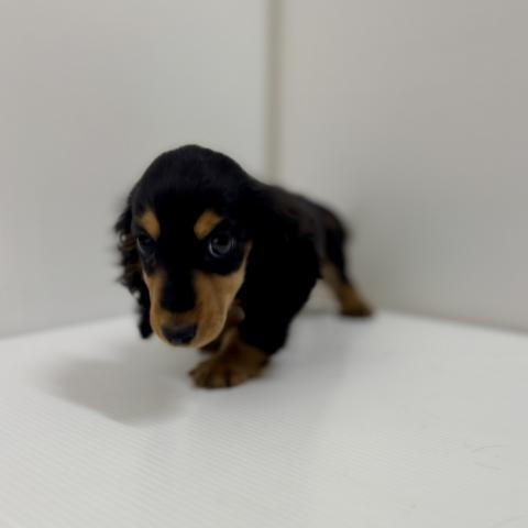 ミニチュアダックスフンド