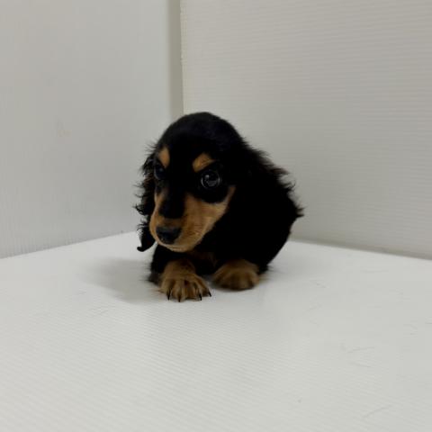 ミニチュアダックスフンド