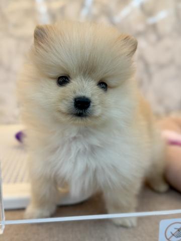 埼玉県のポメラニアン (NICO PET 三郷店/2026年1月5日生まれ/男の子/クリーム)の子犬の4枚目の画像