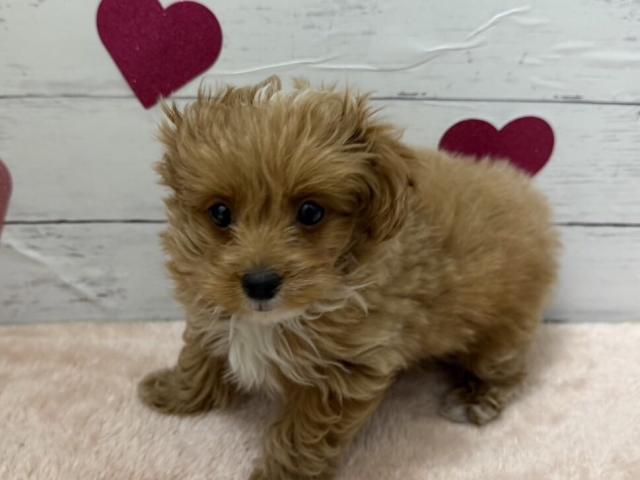 群馬県のハーフ犬・ミックス犬 (ペットアミ 前橋店/2025年12月20日生まれ/男の子/レッドホワイト)の子犬の1枚目の画像