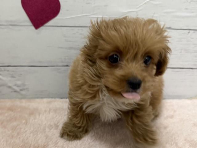 群馬県のハーフ犬・ミックス犬 (ペットアミ 前橋店/2025年12月20日生まれ/男の子/レッドホワイト)の子犬の2枚目の画像