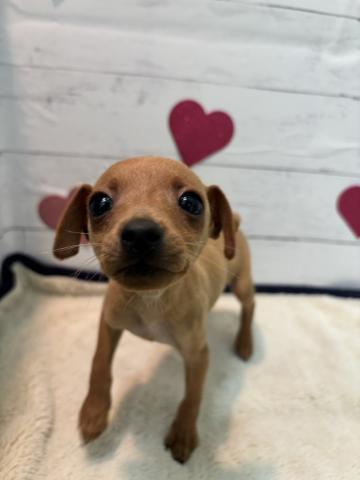 群馬県のミニチュアピンシャー (ペットアミ 前橋店/2026年1月10日生まれ/男の子/レッド)の子犬の1枚目の画像