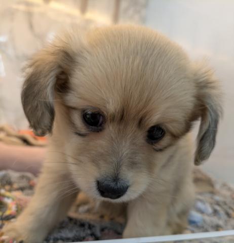 MIXポメラニアン×ミニュチュアダックス