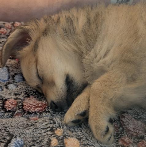 MIXポメラニアン×ミニュチュアダックス