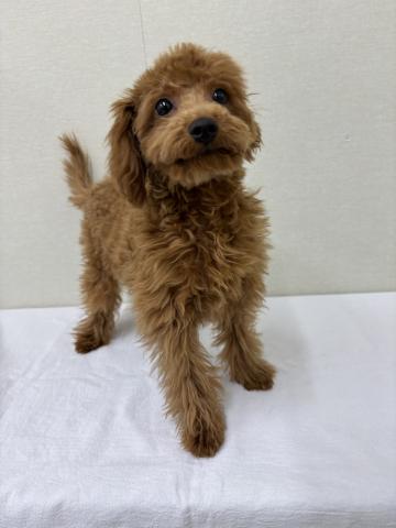 富山県のトイプードル(トイ) (ペットアミ宮野店/2025年10月24日生まれ/男の子/レッド)の子犬の1枚目の画像