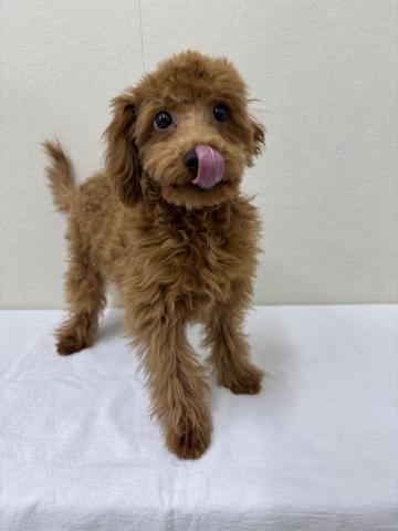 富山県のトイプードル(トイ) (ペットアミ宮野店/2025年10月24日生まれ/男の子/レッド)の子犬の2枚目の画像