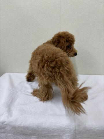 富山県のトイプードル(トイ) (ペットアミ宮野店/2025年10月24日生まれ/男の子/レッド)の子犬の4枚目の画像