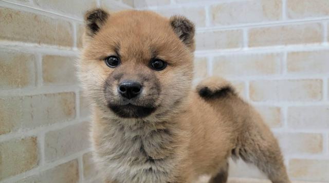 秋田県の柴犬(標準サイズ) (ペットアミ 大曲店/2025年10月18日生まれ/男の子/赤)の子犬の1枚目の画像