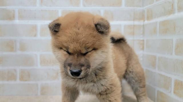 秋田県の柴犬(標準サイズ) (ペットアミ 大曲店/2025年10月18日生まれ/男の子/赤)の子犬の2枚目の画像