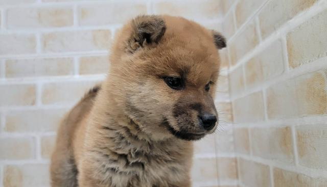 秋田県の柴犬(標準サイズ) (ペットアミ 大曲店/2025年10月18日生まれ/男の子/赤)の子犬の4枚目の画像