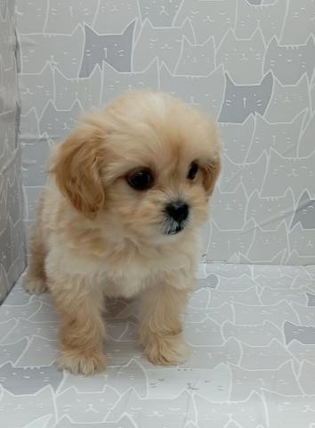 MIXペキニーズ×トイプードル