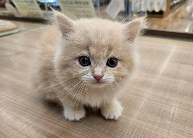 ミヌエット（旧ナポレオン）