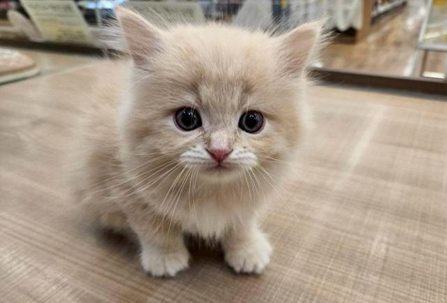 ミヌエット（旧ナポレオン）