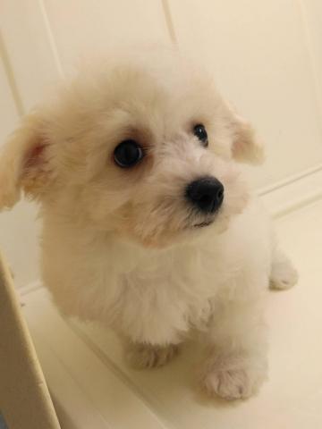 岩手県のビションフリーゼ (ペットアミ 花巻店/2025年11月12日生まれ/女の子/ホワイト)の子犬の2枚目の画像