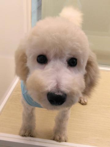 岩手県のスタンダードプードル (ペットアミ 花巻店/2025年11月22日生まれ/男の子/クリーム)の子犬の2枚目の画像