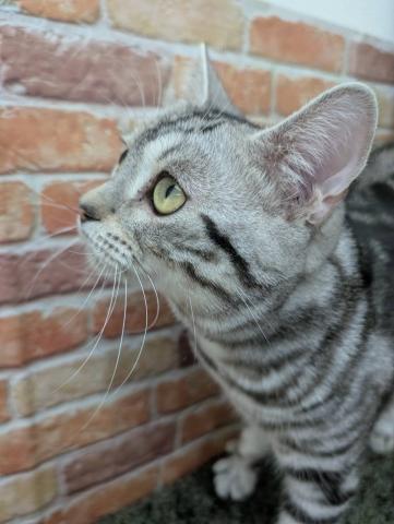 石川県のアメリカンショートヘアー (ペットアミ 津幡店/2025年6月13日生まれ/男の子/シルバータビー)の子猫の2枚目の画像