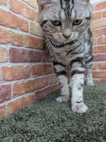 石川県のアメリカンショートヘアー (ペットアミ 津幡店/2025年6月13日生まれ/男の子/シルバータビー)の子猫の3枚目の画像