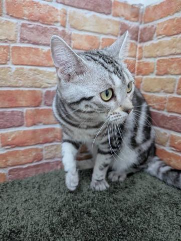 石川県のアメリカンショートヘアー (ペットアミ 津幡店/2025年6月13日生まれ/男の子/シルバータビー)の子猫の4枚目の画像