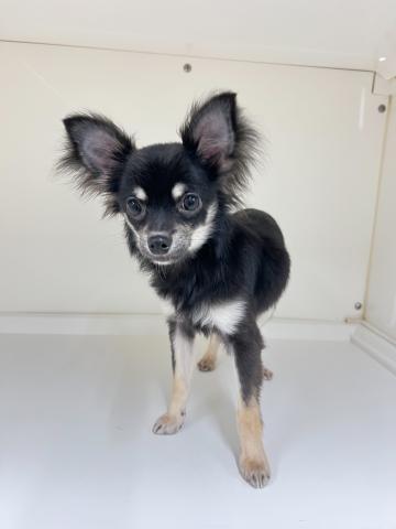 新潟県のチワワ(ロング) (ペットアミ 三条四日町店/2025年9月19日生まれ/男の子/ブラックホワイト)の子犬の3枚目の画像