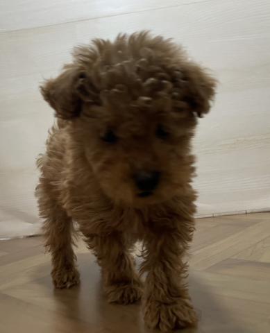 トイプードル