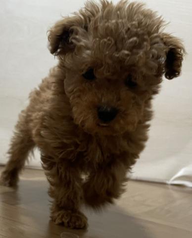 トイプードル