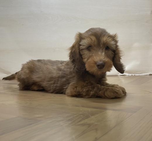 ミニチュアダックスフンド