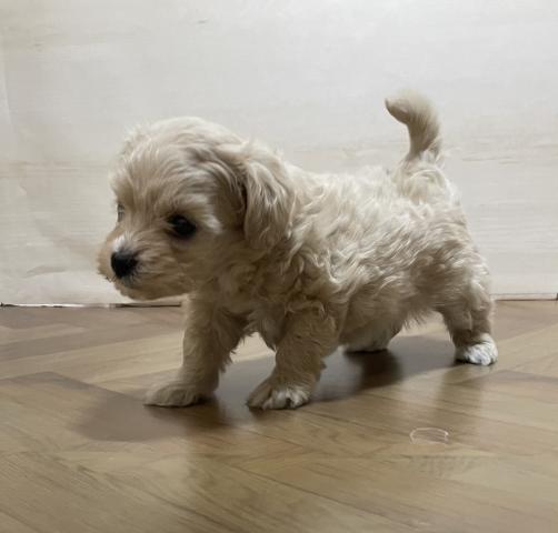 犬ハーフ(マルチーズ×トイプードル)