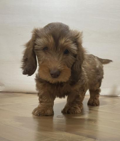 ミニチュアダックスフンド