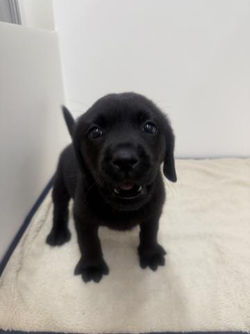 三重県のラブラドールレトリーバー (ペットアミ 松阪店/2026年1月2日生まれ/男の子/ブラック)の子犬の4枚目の画像